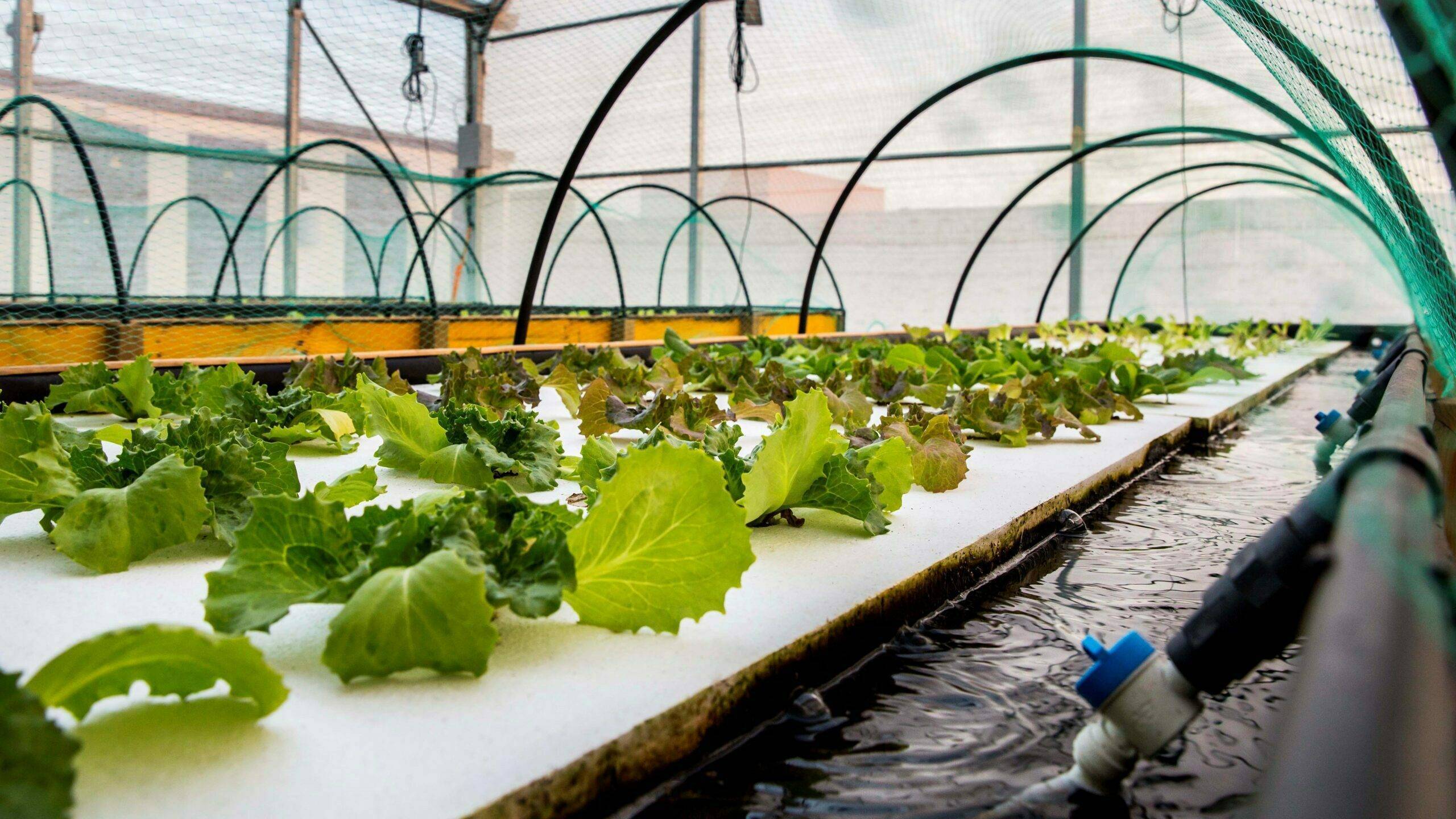 IRTa-Salicornia-lechugas-tanques-peces|IRTa-Salicornia-lechugas-tanques-peces-f4c4-6c4e-301d-1e2082feb879 (1)|IRTa-Salicornia-lechugas-tanques-peces|acuaponia